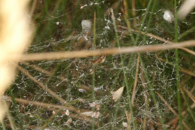 Cyrtobill_darwini_D3536_Z_75_Karinji NP_Australie.jpg